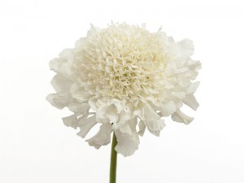 Scabiosa Vanilla