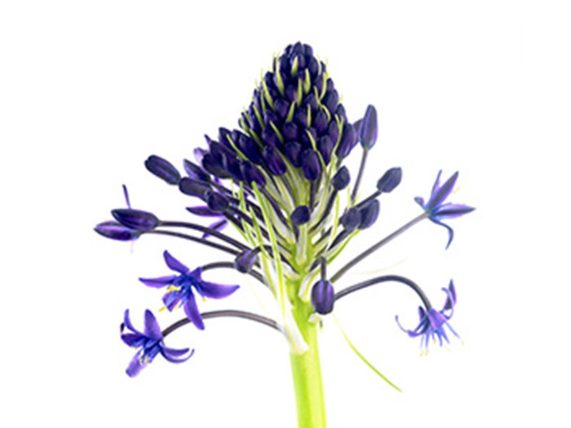 Scilla
