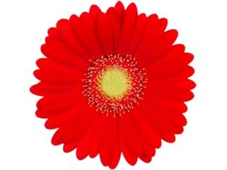 Ζέρμπερες Sensei