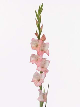 Gladiolus Shadow