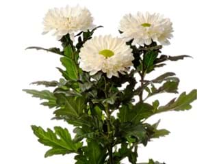1Hd Chrysanthemum Shoesmith