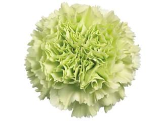 Γαρύφαλλα Sheride