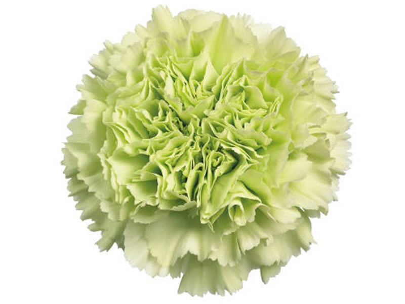Dianthus Sheride