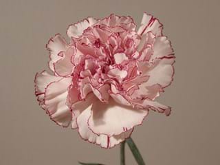 Γαρύφαλλα Amigo