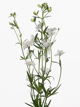 Delphinium Silky White