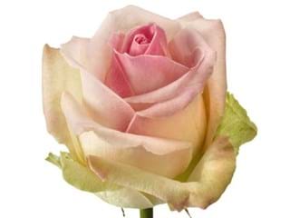 Rosa Sorbet Avalanche