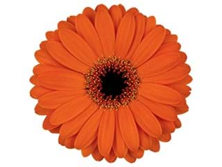 Ζέρμπερες Spyker