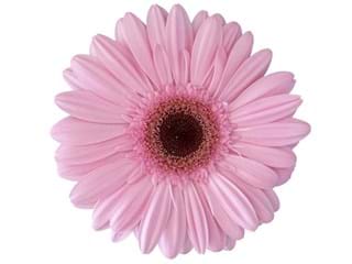 Gerbera Statement