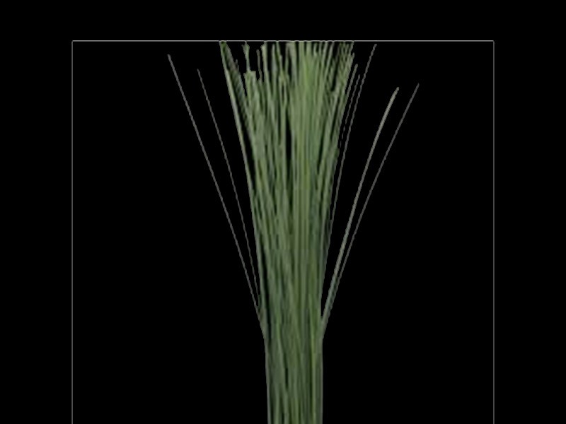 Steelgrass