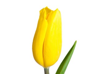 Τουλίπες Strong Gold