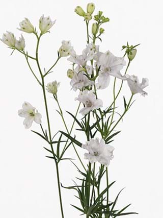 Delphinium Sugar Pink