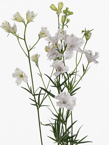 Delphinium Sugar Pink