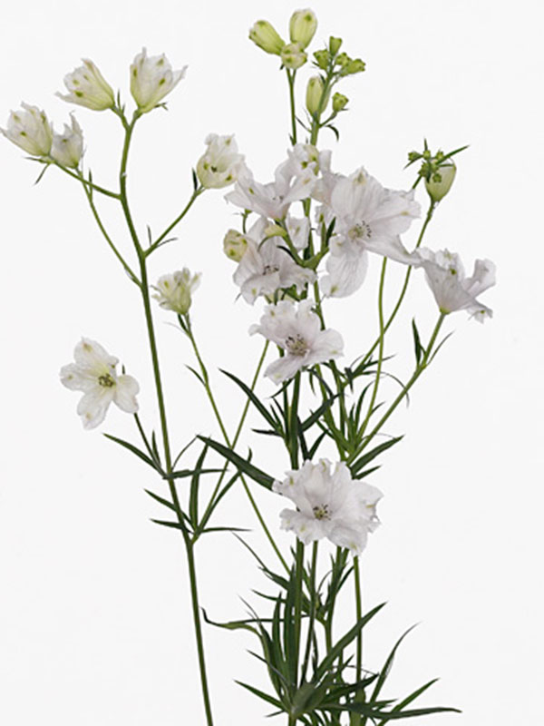 Delphinium Sugar Pink