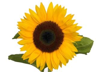 Helianthus Sunflower
