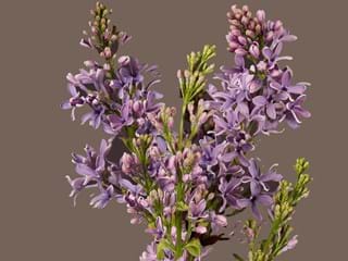 Πασχαλιά Milca