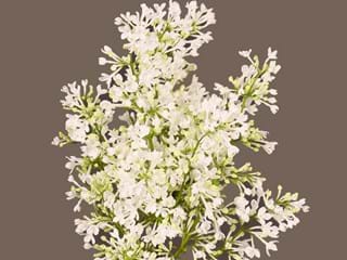 Πασχαλιά White