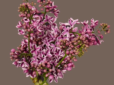 Πασχαλιά Dark Pink