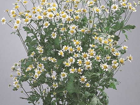Tanacetum