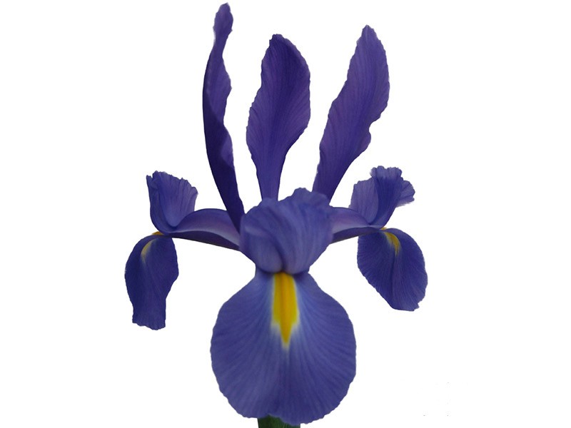 Iris Telstar