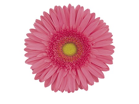 Ζέρμπερες Pink