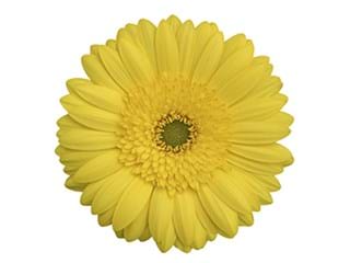 Ζέρμπερες Juba