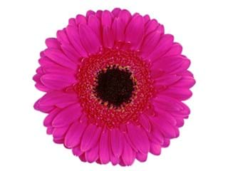 Ζέρμπερες Kristin