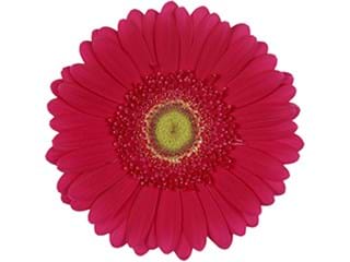 Ζέρμπερες Limousine