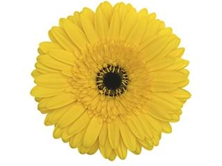 Ζέρμπερες Marley