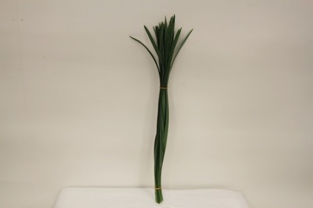 T-grass