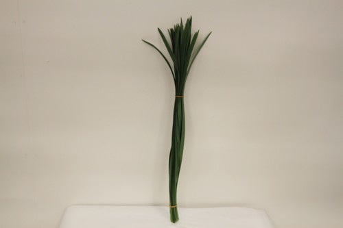 T-grass