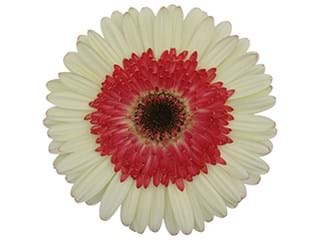 Ζέρμπερες Tianna