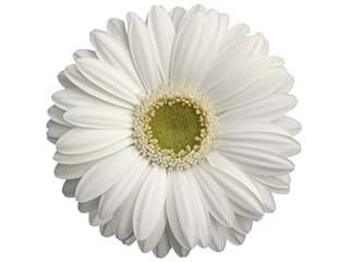 Ζέρμπερες Tic Tac