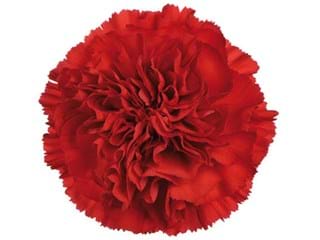 Γαρύφαλλα Tinqua