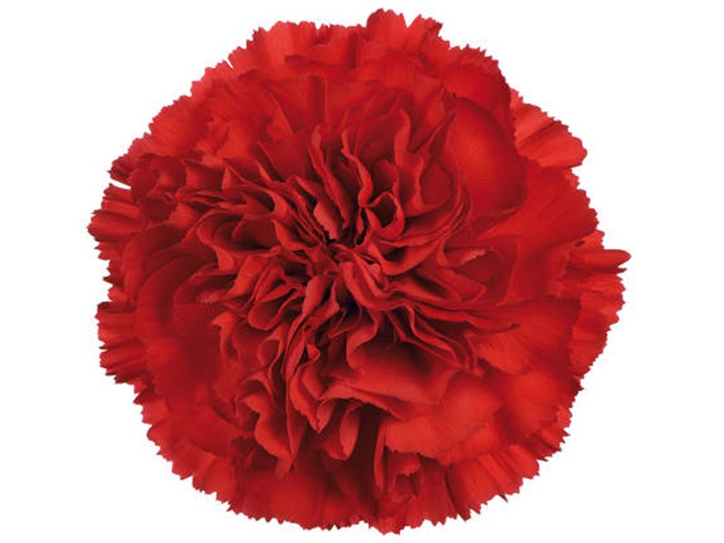 Dianthus Tinqua