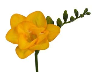 Freesia Gold River