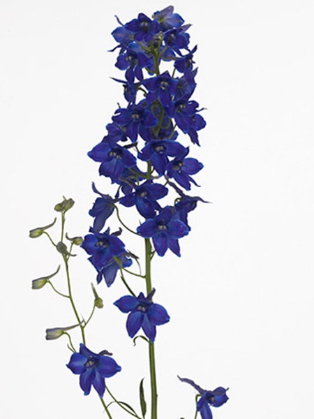 Delphinium Trend Maker