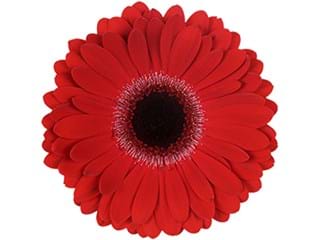 Ζέρμπερες Tribe