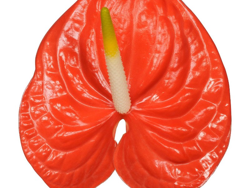 Ανθούρια Tropical