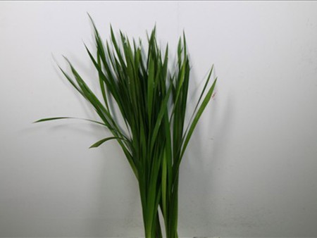 Typha
