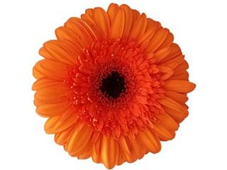 Gerbera Universal