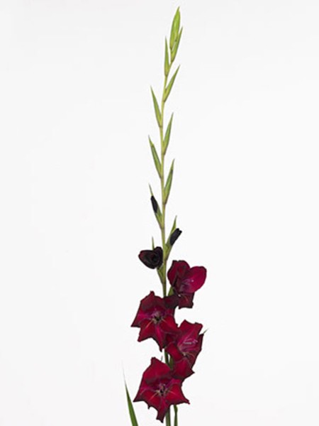Gladiolus Ursula