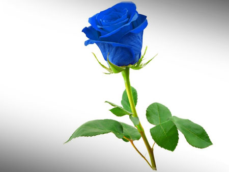 Τριαντάφυλλα Vendela Blue