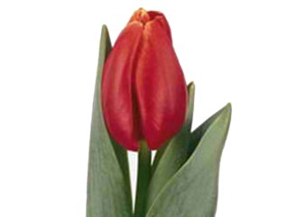 Τουλίπες Verandi