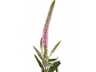 Βερονίκη Pink