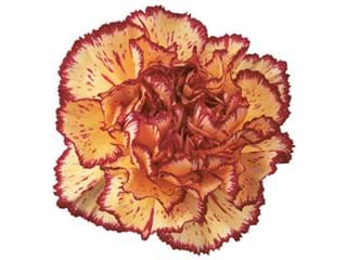 Γαρύφαλλα Vianna