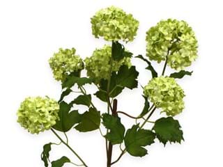 Viburnum