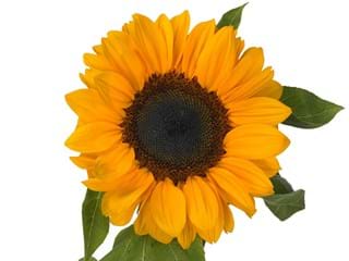 Helianthus Vincent