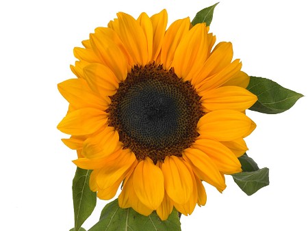 Helianthus Vincent