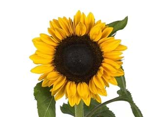 Helianthus Water Orange