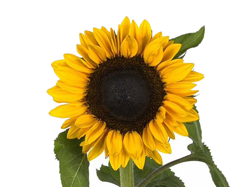 Helianthus Water Orange